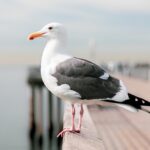Shallow focus shot of a black-backed gull with a blurred background