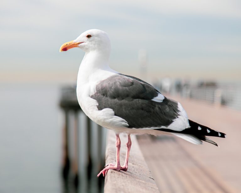 Shallow focus shot of a black-backed gull with a blurred background