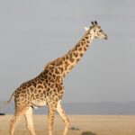 animal, nature, giraffe, mammal, africa, south africa, wild, wildlife, safari