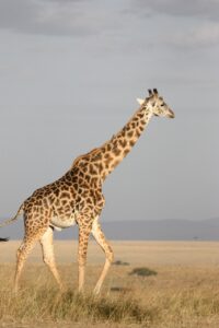 animal, nature, giraffe, mammal, africa, south africa, wild, wildlife, safari