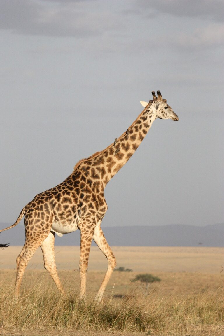 animal, nature, giraffe, mammal, africa, south africa, wild, wildlife, safari